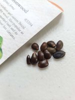 Seeds_20210722.jpg