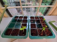 Sprouts2_20210812.jpg