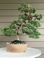 Shimpaku 3 august 2021-1.jpg Shimpaku 3 august 2021-1.jpg