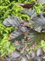 IMG_0370 kopie.jpeg