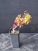 parthenocissus04_210826a.jpg