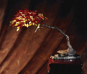 08Feb_bonsai_lamp.jpg