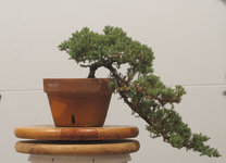 2cascade_juniper_dec2013.jpg