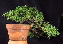 cascade_juniper_may2017.jpg