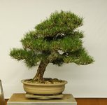 Japanese Black Pine.jpg