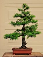 Japanese Larch.jpg