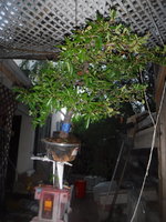 DSCF1871.JPG DSCF1871.JPG