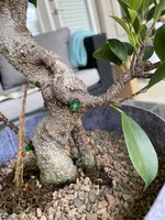 ficus branch 1.JPG