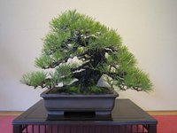 japanese-black-pine-bonsai-tree.jpg