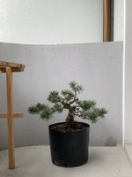 1F47EAF6-3E12-44D8-8C81-4CBC479C852B.jpeg 1F47EAF6-3E12-44D8-8C81-4CBC479C852B.jpeg