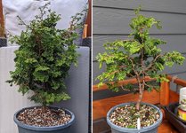 Before-and-After-Hinoki-WellsSpecial-20210926-800.jpg