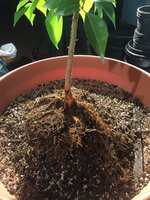 M pomifera2016_Aug 2017 RM gal_roots1.JPG