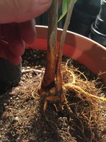 M pomifera2016_Aug 2017 RT_double trunk_roots.JPG