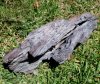Petrified Wood 2a.jpg
