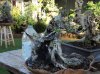 DSC06457.jpg