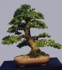 jade-bonsai-tree-portulacaria.JPG