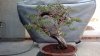 Repot yard juniper 005.jpg