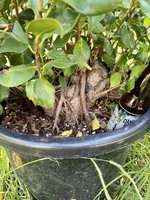 Ficus Microcarpa_large_2020repot_now01.jpg