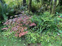 rhodies.10.10.21.jpg