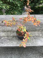 IMG_4182[7514] unidentified bonsai.JPG