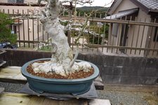 DSC_0518.JPG