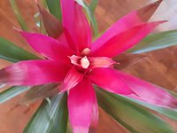 bromeliad.jpg