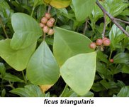 ficus triangularis 0.jpg