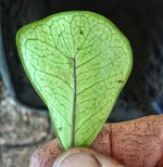 Ficus triangularis.jpg