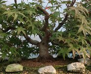 acer palmatum beni tsukasa 2021 10 19 003virt0.jpg