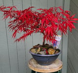 Japanese-Maple-Fall-1_20211018.jpg