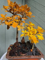 Three-Oaks-Fall-1_20211018.jpg