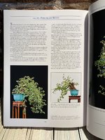 Classical Bonsai Art 8.jpeg