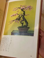 Fusazo, Takeyama - Broad Leaf Bonsai 7.JPG