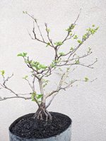 03 Quince Texas Scarlet LEFT 10-28-21.jpg