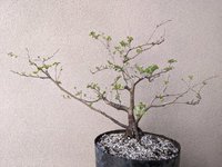 04 Quince Texas Scarlet BACK 10-28-21.jpg