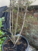 IMG_2915.JPEG IMG_2915.JPEG