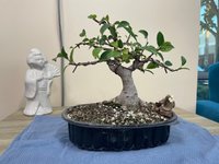 ficus.jpg