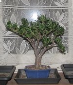crassula-hobbit_multi_211112a.jpg
