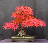 Japanese Red Leaf bonsai rooted in rock Acer palmatum %22Ishigami%22.jpeg