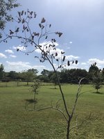 Texas Redbud Tree iii.jpeg