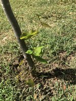 Texas Redbud Tree vi.jpeg