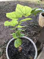 Texas Redbud tree sprounting new branch?.jpeg