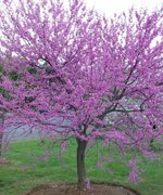 Texas Redbud Tree viii.jpeg