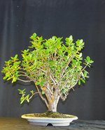 crassula01_211112b.jpg