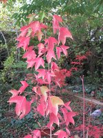 acer-discolor_211025a.jpg