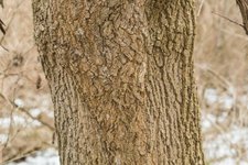 Acer_negundo_bark.jpg