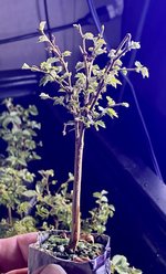 CDC1EE5B-E1BA-4DF4-AF65-8E641AC35285.jpeg CDC1EE5B-E1BA-4DF4-AF65-8E641AC35285.jpeg