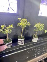 E1180CA3-EB53-4668-BA0F-38157195A980.jpeg E1180CA3-EB53-4668-BA0F-38157195A980.jpeg