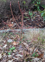Field-Maple-1-20211118-1024.jpg