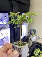 4B9FF793-32D8-4FFC-8FC4-B55970B1913A.jpeg 4B9FF793-32D8-4FFC-8FC4-B55970B1913A.jpeg